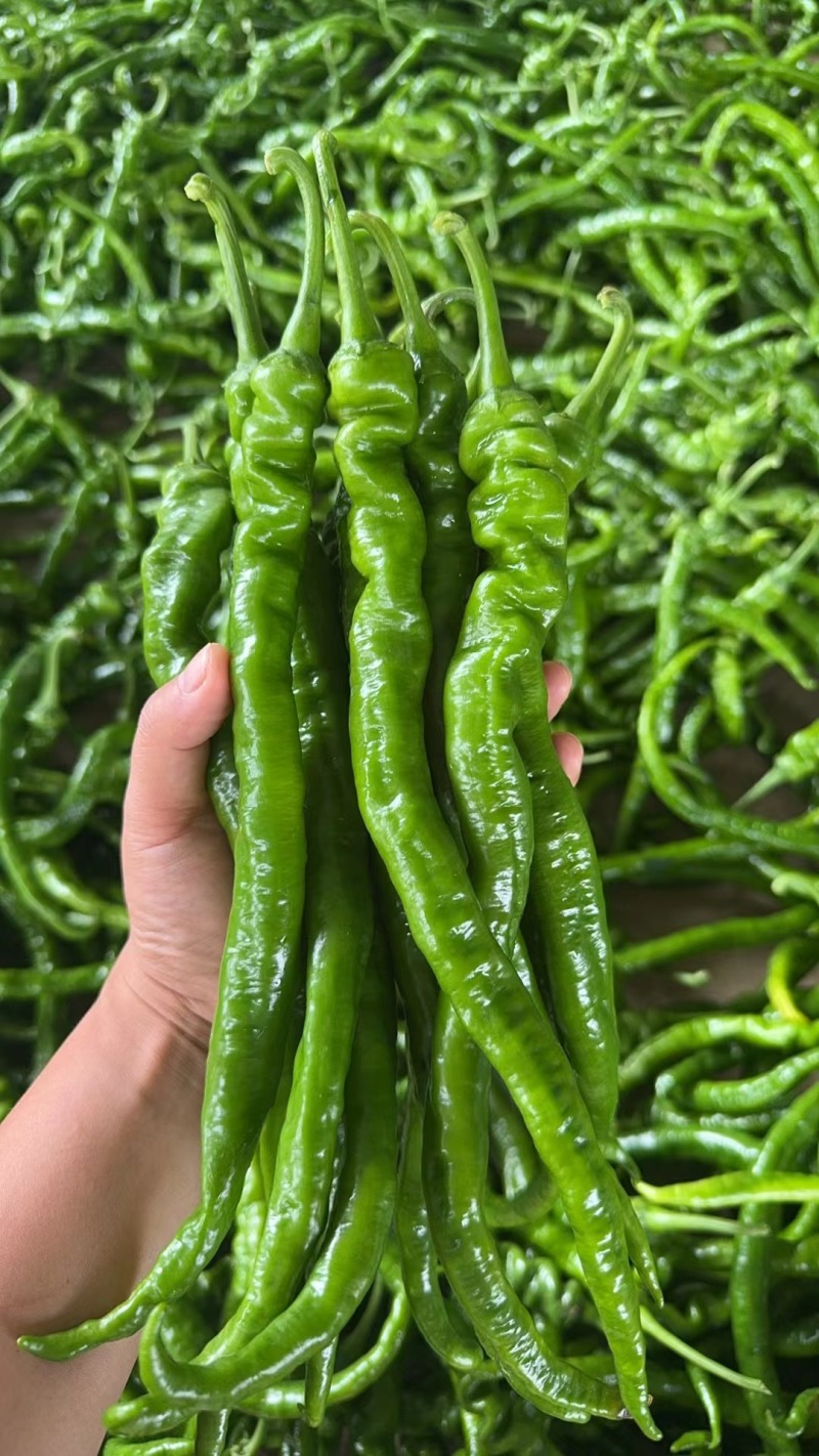 螺线