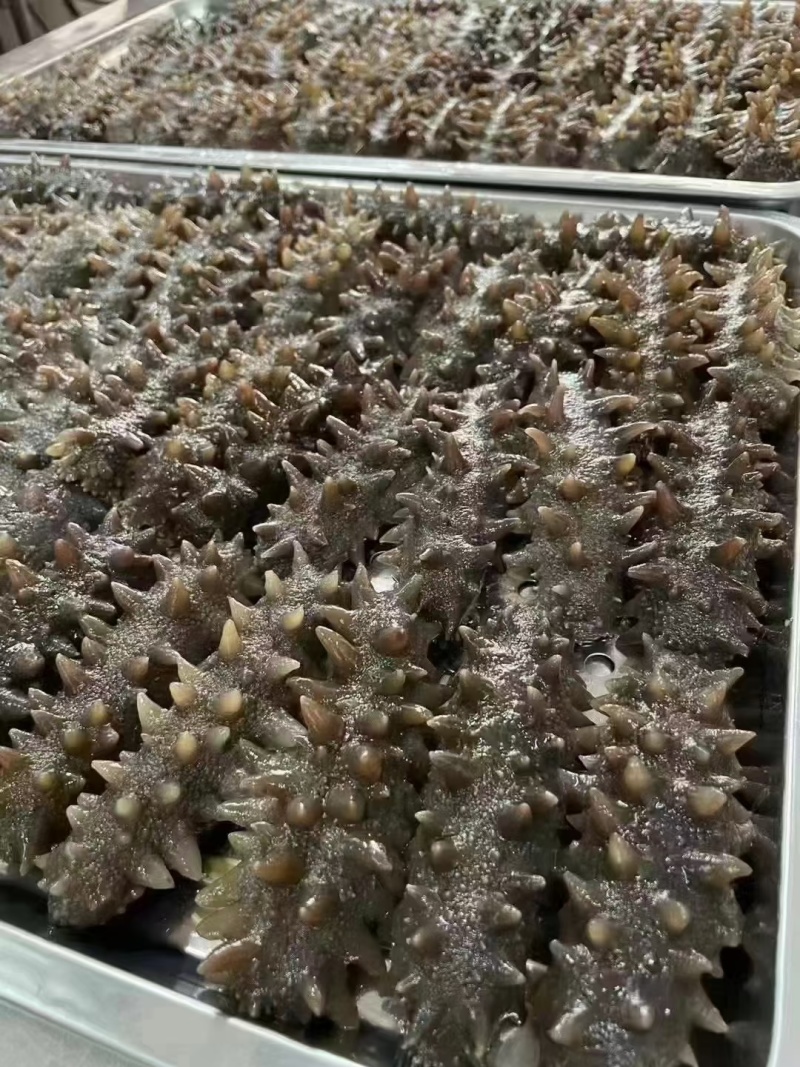 即食海参，电商，社区团购爆品。厂家直销，低价供应。