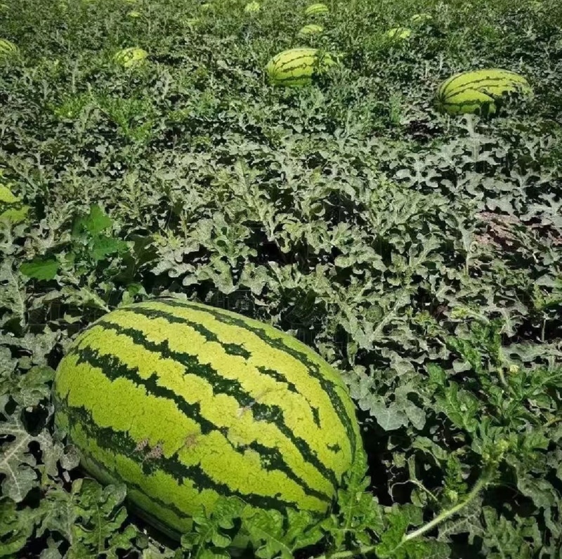 宁夏精品石头硒砂瓜，产地直发可对接全国各大市场，欢迎来电