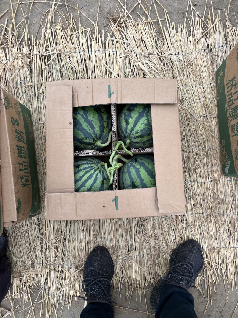美都无籽西瓜，味道鲜美，新鲜采摘，可视频看货欢迎大家来电