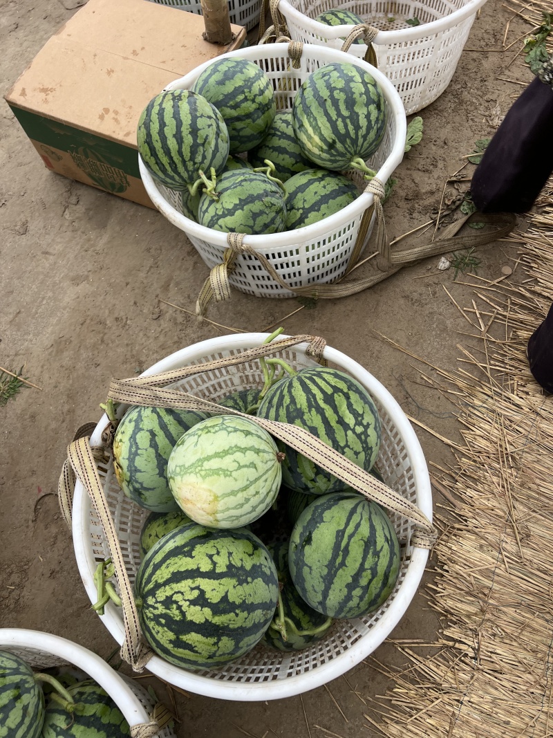 美都无籽西瓜，味道鲜美，新鲜采摘，可视频看货欢迎大家来电