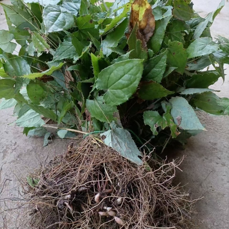 大量出售淫羊藿种苗，欢迎需要顾客咨询订购