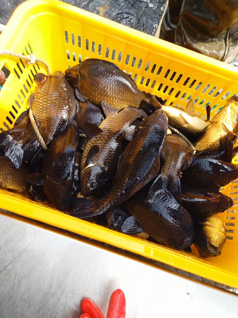 鸭绿江网箱鲫鱼，辽宁丹东宽甸水丰湖生态养殖网箱黄金鲫