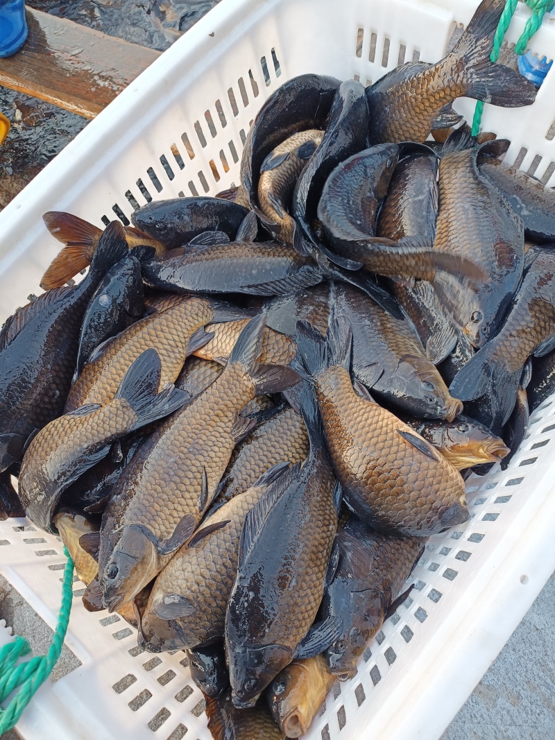 鸭绿江网箱鲫鱼，辽宁丹东宽甸水丰湖生态养殖网箱黄金鲫