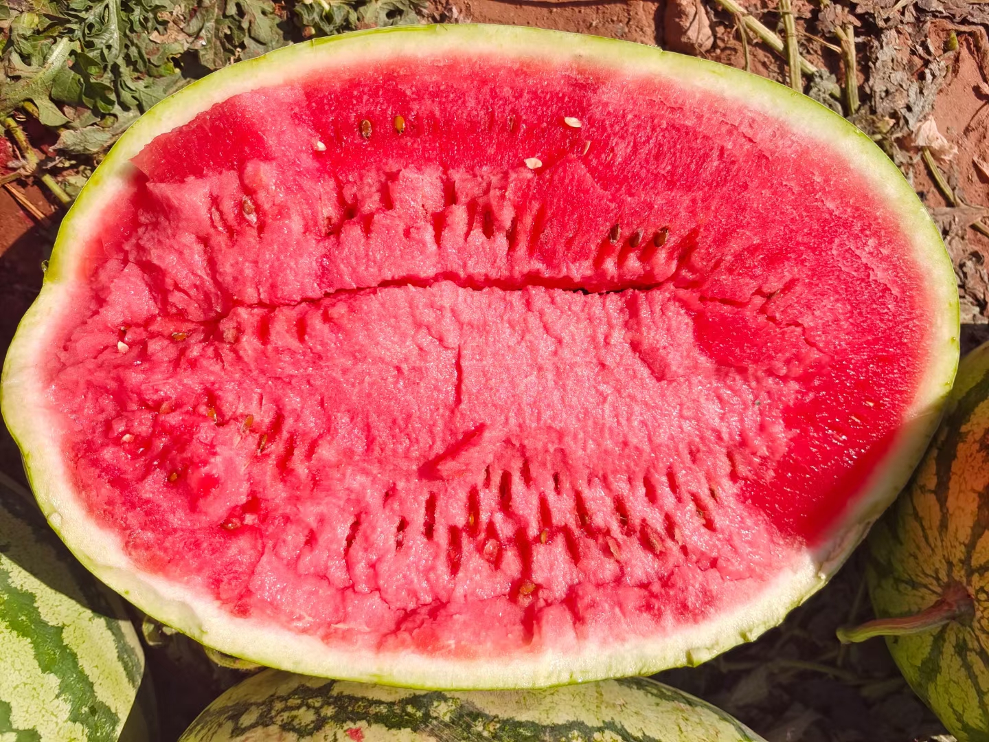 一张高清金城5号西瓜的特写图片,展示其鲜红的果肉和均匀的纹理 金城5号西瓜特写