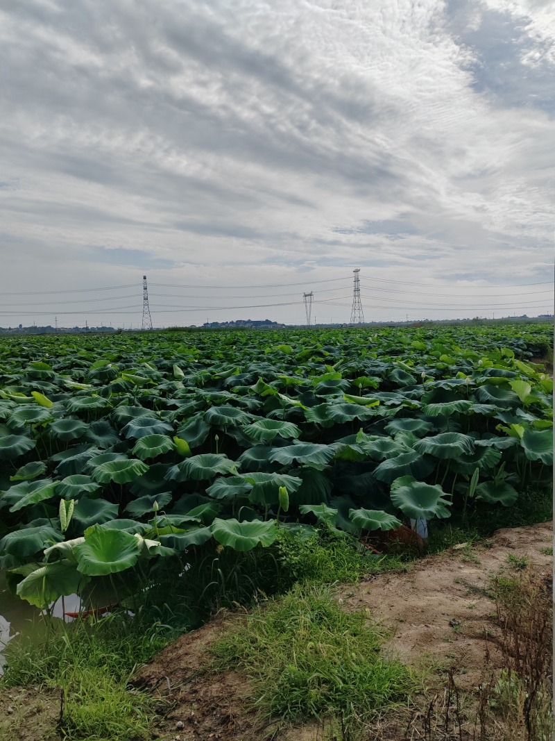 大量莲藕上市，田地一手货源，自家种植，无中间商