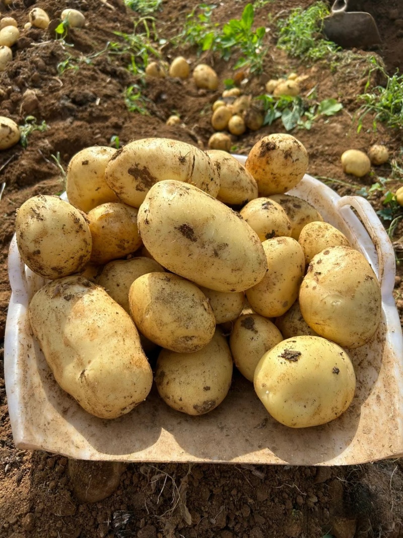 河北土豆精品沃土5号土豆大量上市黄皮黄心全国发货