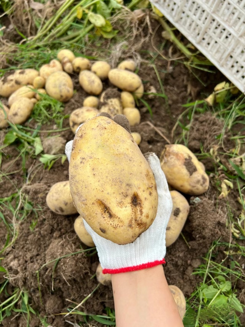 河北土豆精品沃土5号土豆大量上市黄皮黄心全国发货