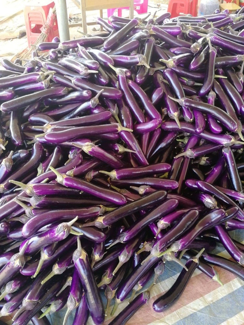 云南精品长茄产地代办货源充足全国代发量大欢迎来电