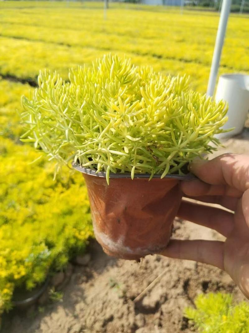 金叶佛甲草大量供货产地直发价格美丽支持视频看货来电