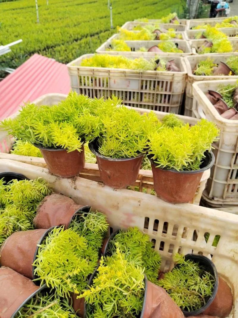 金叶佛甲草大量供货产地直发价格美丽支持视频看货来电