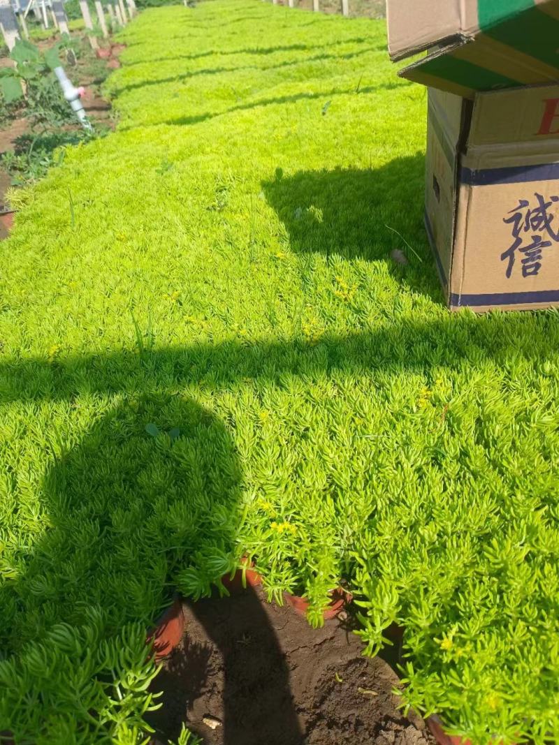 金叶佛甲草大量供货产地直发价格美丽支持视频看货来电