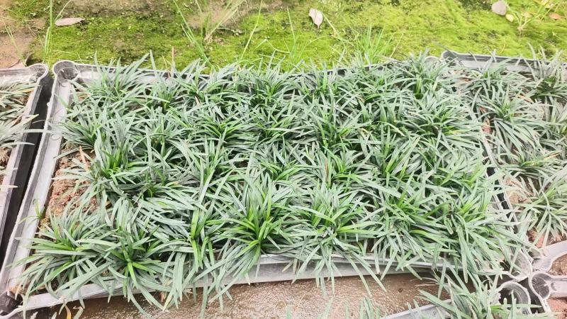 日本矮麦冬[玉龙草]大量上市成活率高成长周期长来电咨询
