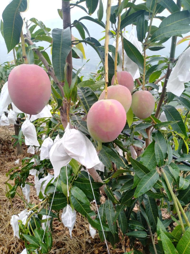 《热龙芒果》清甜的热龙芒果代收一条龙服务四川攀枝花