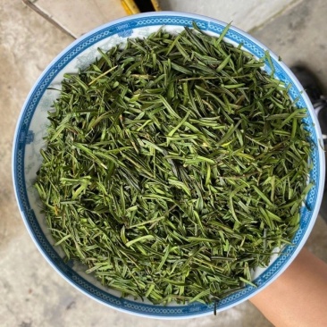 中药材红豆杉叶红豆杉树叶