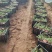 太阳花苗木基地直供量大价优欢迎来电洽谈小杯大杯都有