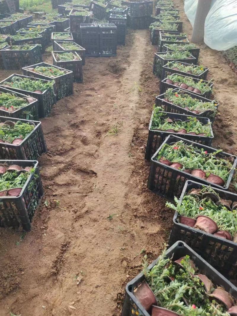 太阳花苗木基地直供量大价优欢迎来电洽谈小杯大杯都有