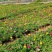 太阳花苗木基地直供量大价优欢迎来电洽谈小杯大杯都有