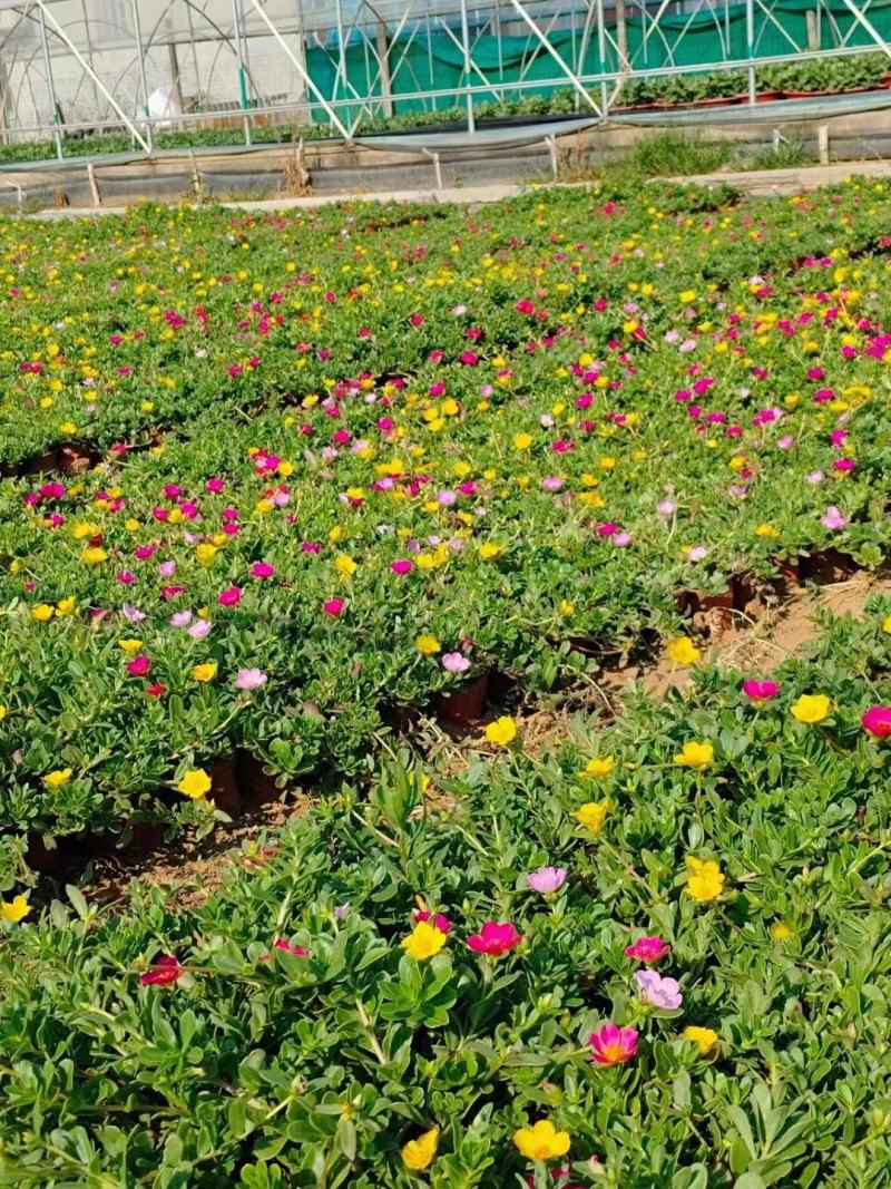 太阳花苗木基地直供量大价优欢迎来电洽谈小杯大杯都有