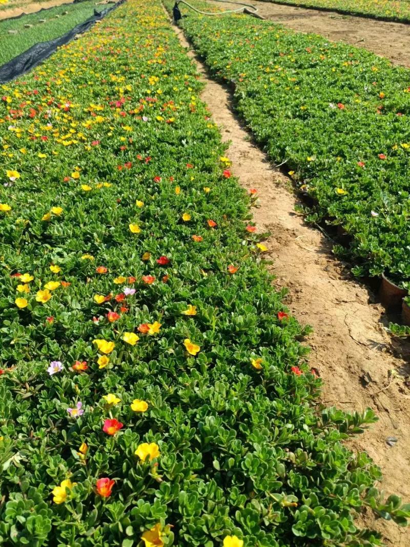 太阳花苗木基地直供量大价优欢迎来电洽谈小杯大杯都有