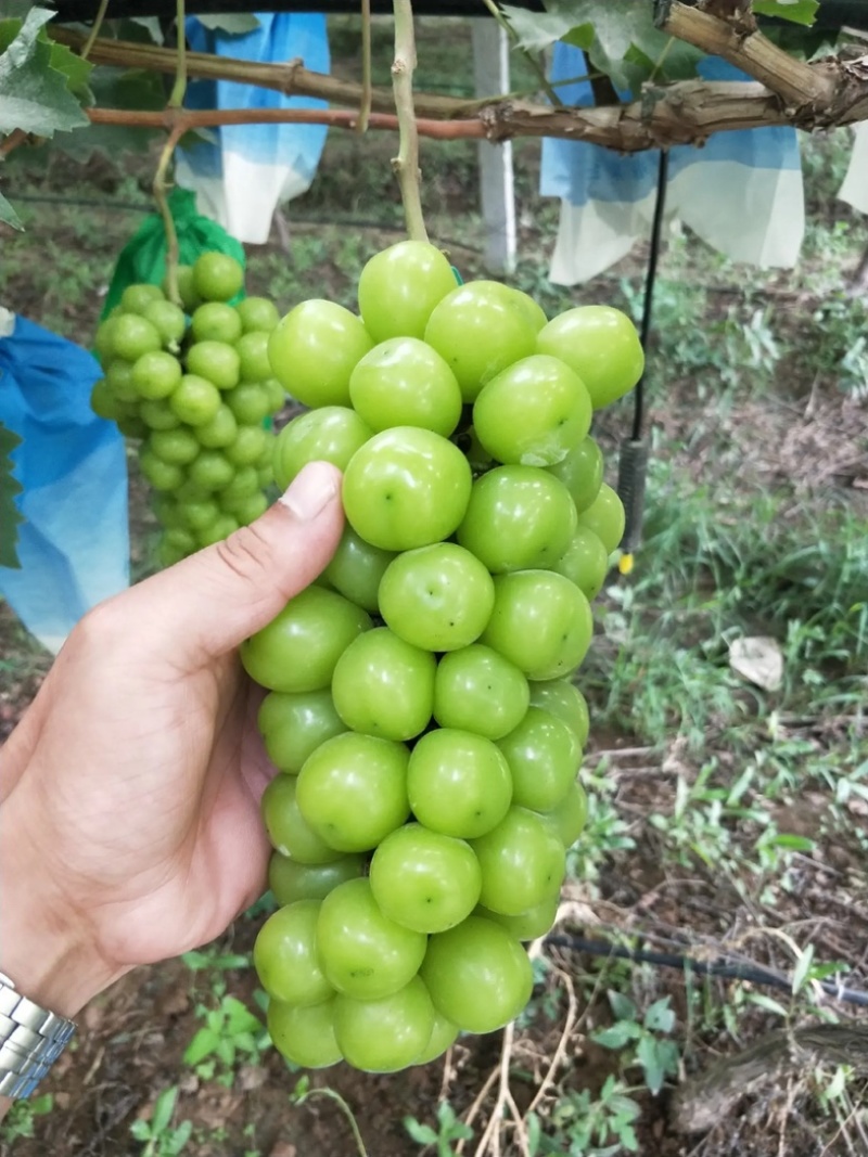 【实力】陕西阳光玫瑰蒲城精品葡萄新鲜上市大量供应