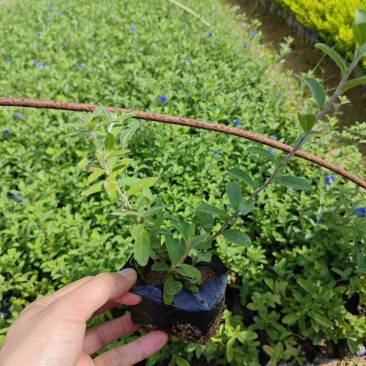 蓝星花