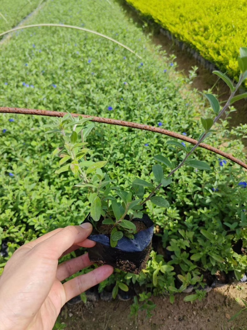 蓝星花