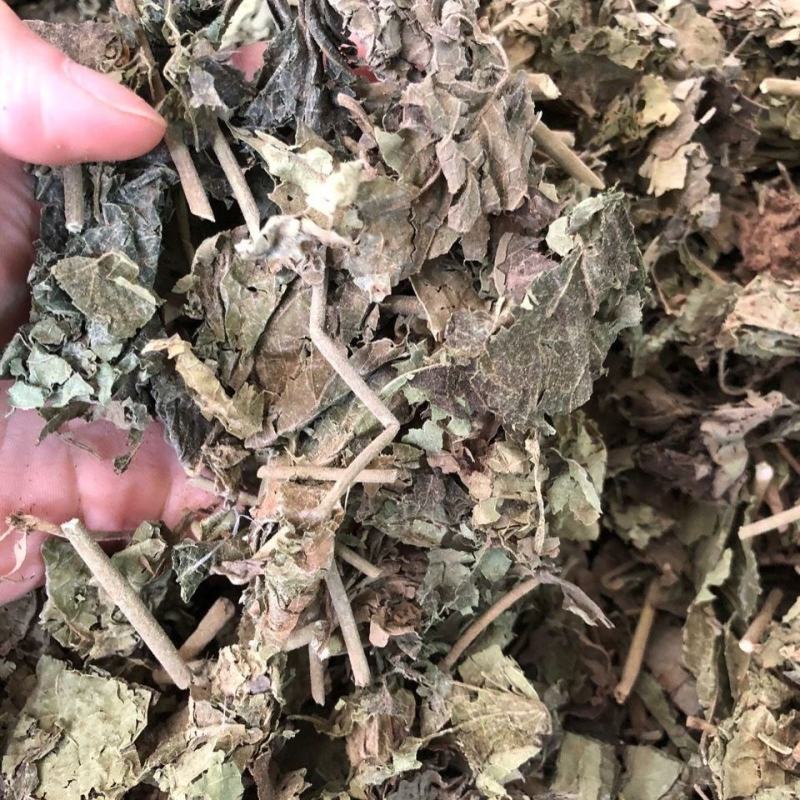 中药材木芙蓉叶芙蓉叶地芙蓉