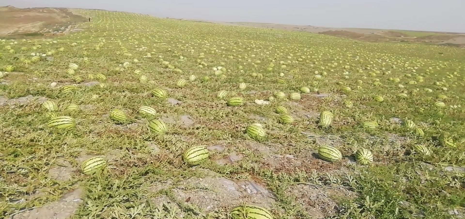 不同地区西瓜采收时间分布图