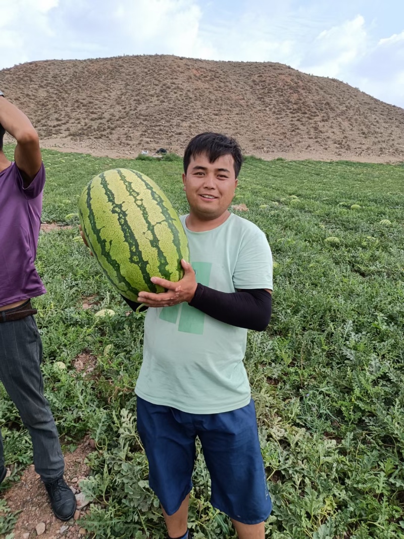 硒砂瓜宁夏西瓜对接全国采购商保质保量发货