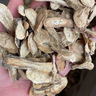 金黄牛蒡茶黄金牛蒡茶500克