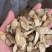 金黄牛蒡茶黄金牛蒡茶500克
