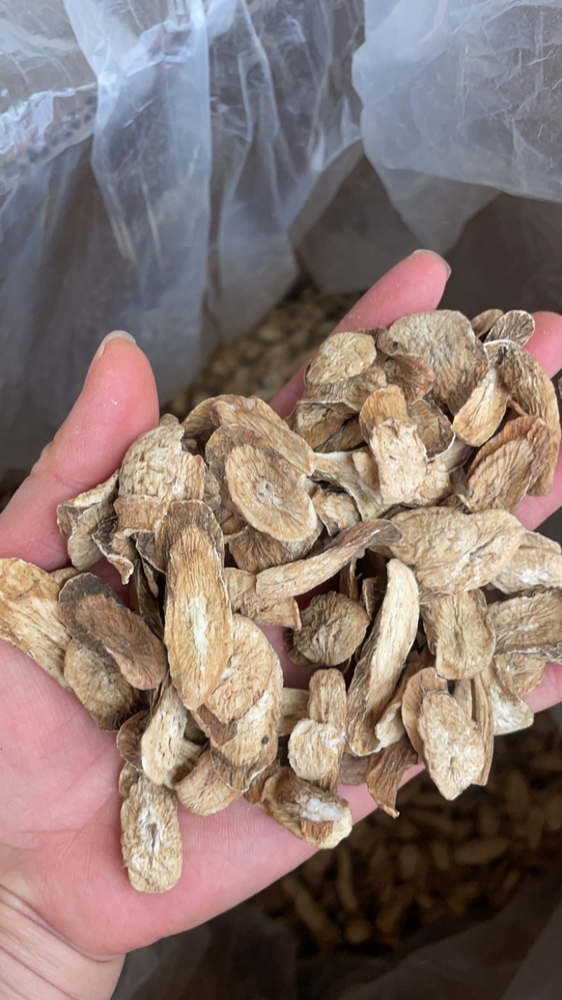 金黄牛蒡茶黄金牛蒡茶500克