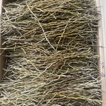 精选铁皮石斛干条粗500克种类多鲜货干货都有