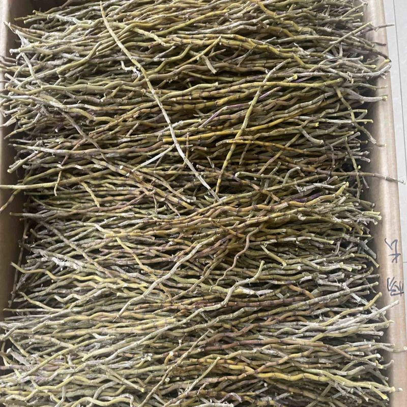 精选铁皮石斛干条粗500克种类多鲜货干货都有