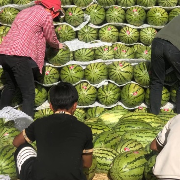 宁夏石头瓜，小薄皮，大红壤，需要的可以联系，质量有保证，诚信