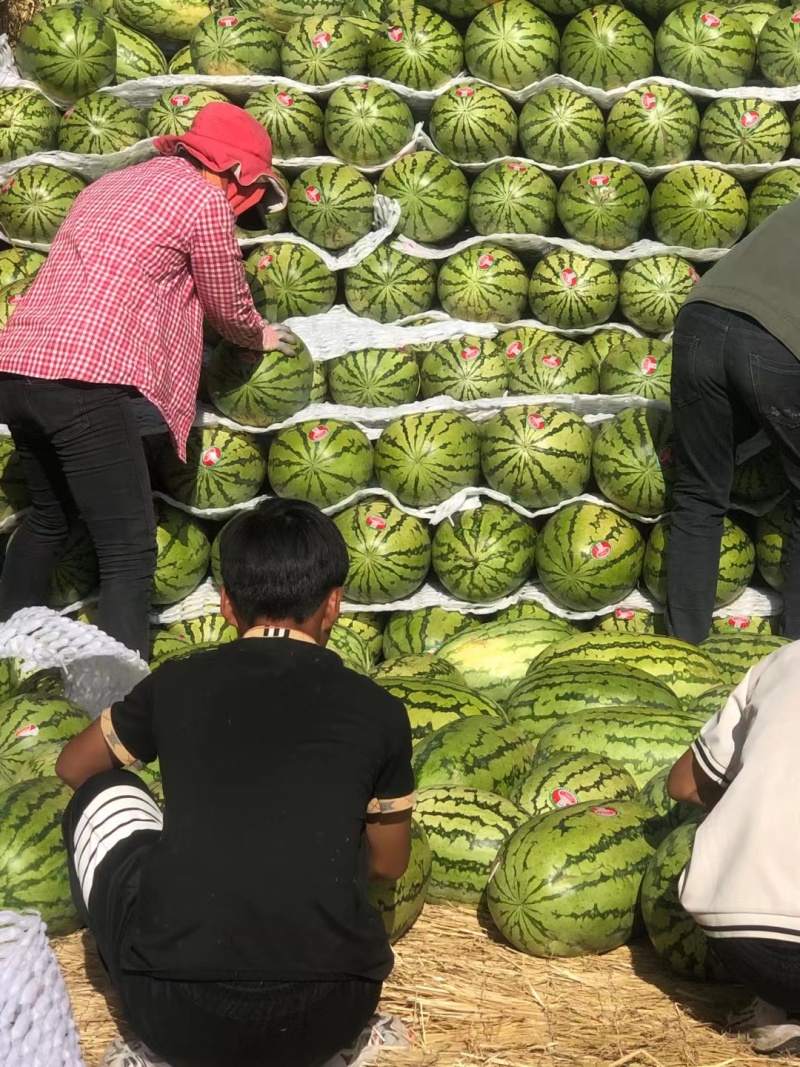 宁夏石头瓜，小薄皮，大红壤，需要的可以联系，质量有保证，诚信