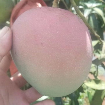 精品芒果广西澳芒大量供应新鲜采摘量大从优皮薄肉厚
