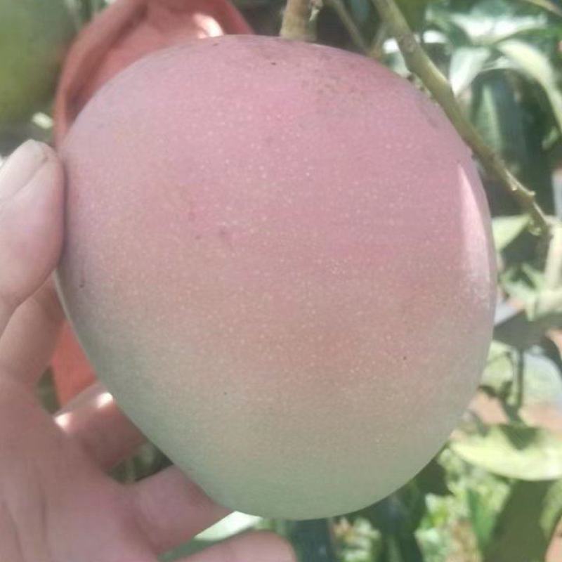 精品芒果广西澳芒大量供应新鲜采摘量大从优皮薄肉厚
