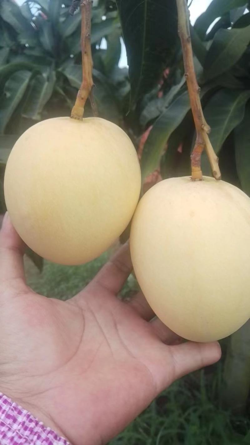 精品芒果广西澳芒大量供应新鲜采摘量大从优皮薄肉厚