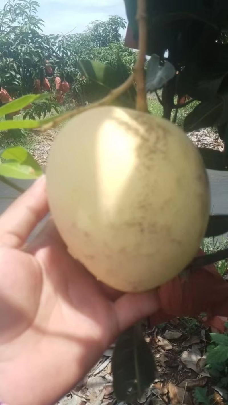 精品芒果广西澳芒大量供应新鲜采摘量大从优皮薄肉厚