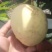 精品芒果广西澳芒大量供应新鲜采摘量大从优皮薄肉厚