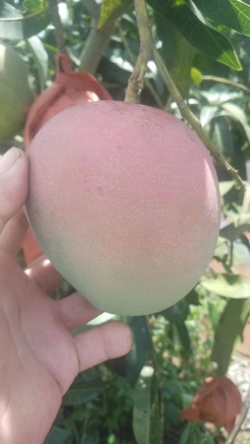 精品芒果广西澳芒大量供应新鲜采摘量大从优皮薄肉厚