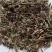 含羞草中药材含羞草知羞草怕羞草怕丑草