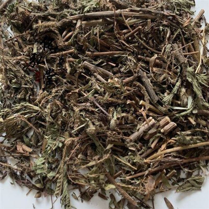 含羞草中药材含羞草知羞草怕羞草怕丑草