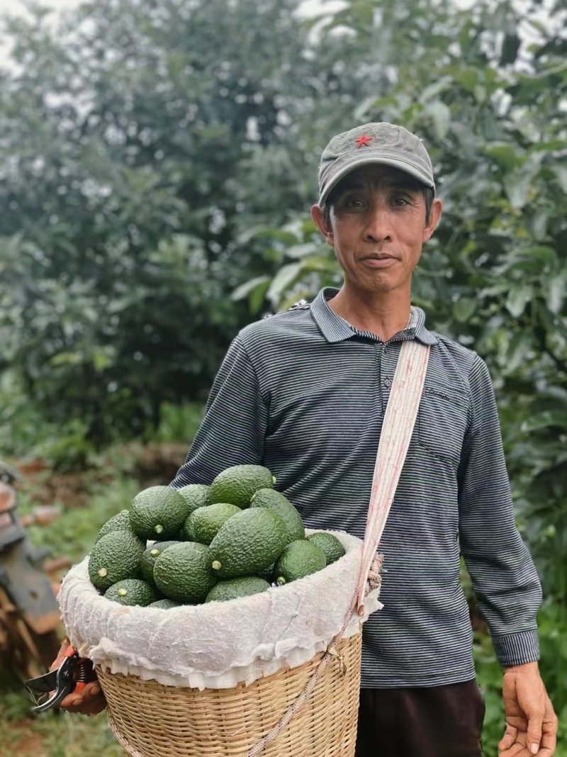 孟连哈斯牛油果