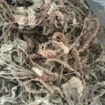 车前草水洗干货