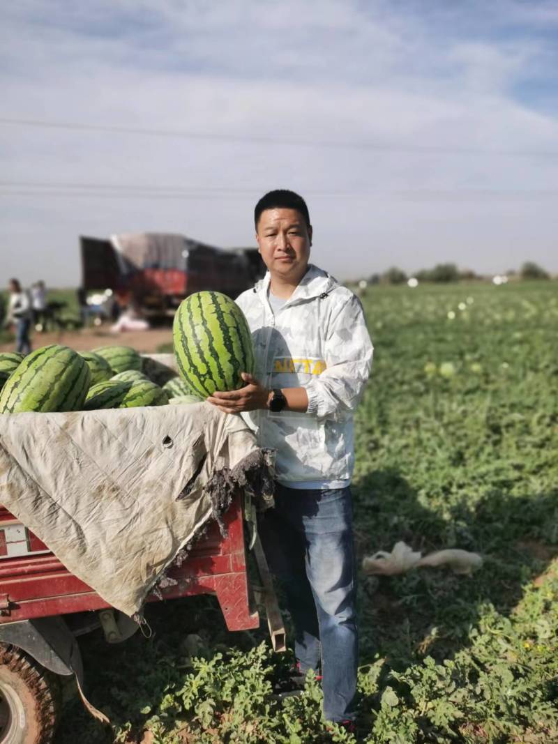 新疆石河子金城五号西瓜头茬瓤口好甜度高熟度刚好好运输承接批发