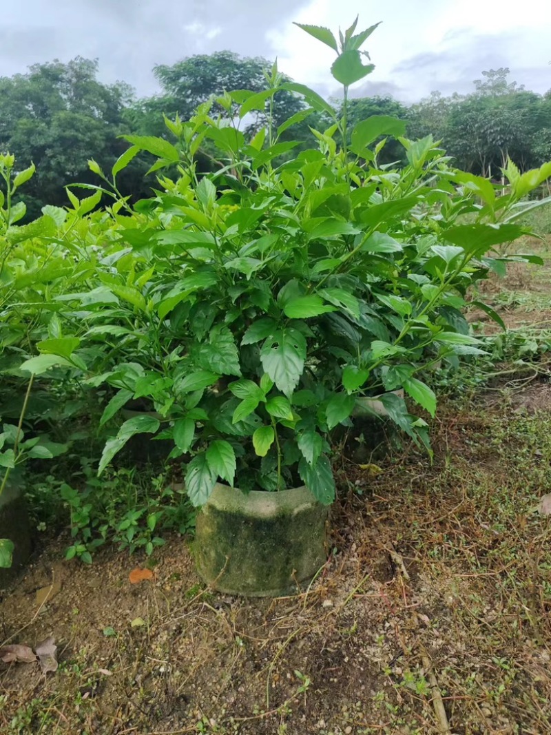 红花重瓣扶桑布袋苗基地直销质量优质欢迎老板来电洽谈