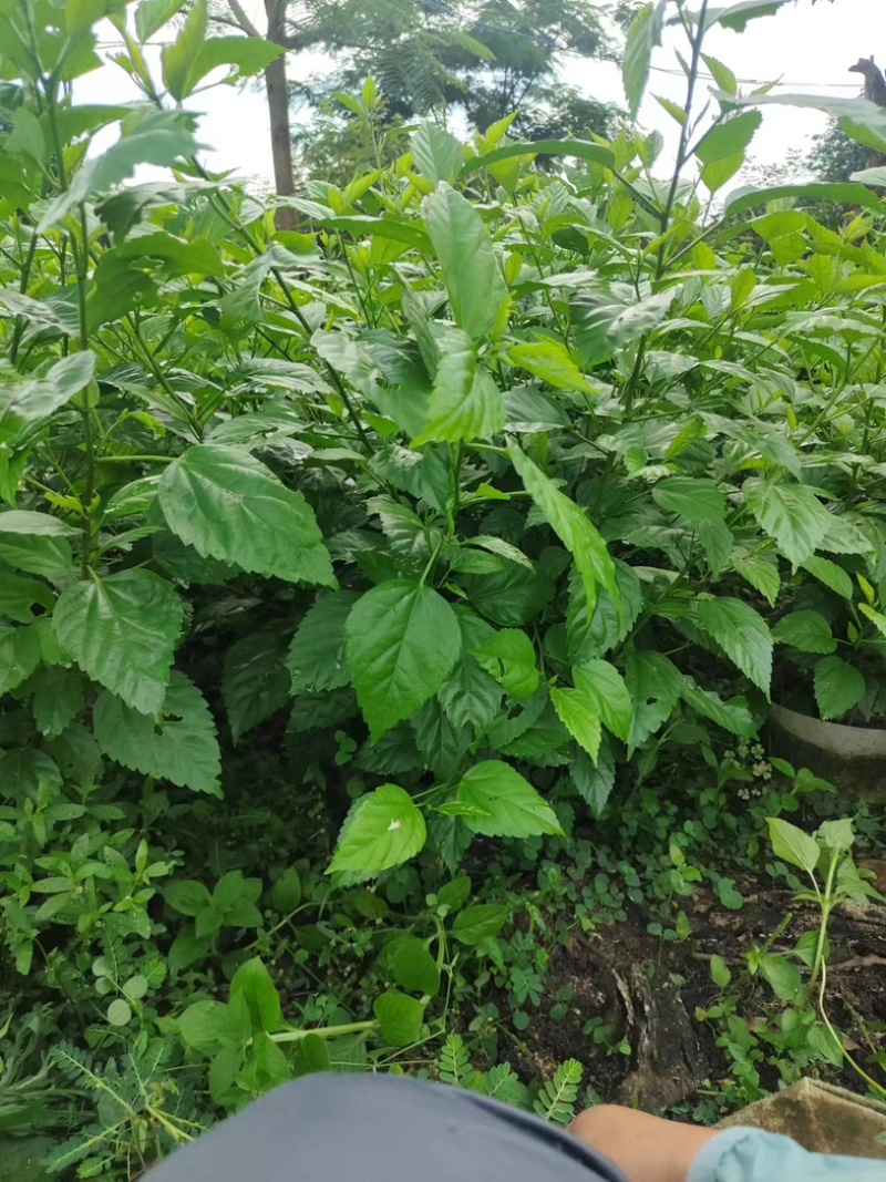 红花重瓣扶桑布袋苗基地直销质量优质欢迎老板来电洽谈